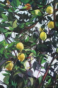 Lemon Tree - Amalfi